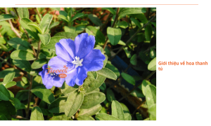 Hoa thanh tú: Đặc điểm, ý nghĩa phong thủy và cách trồng tại nhà