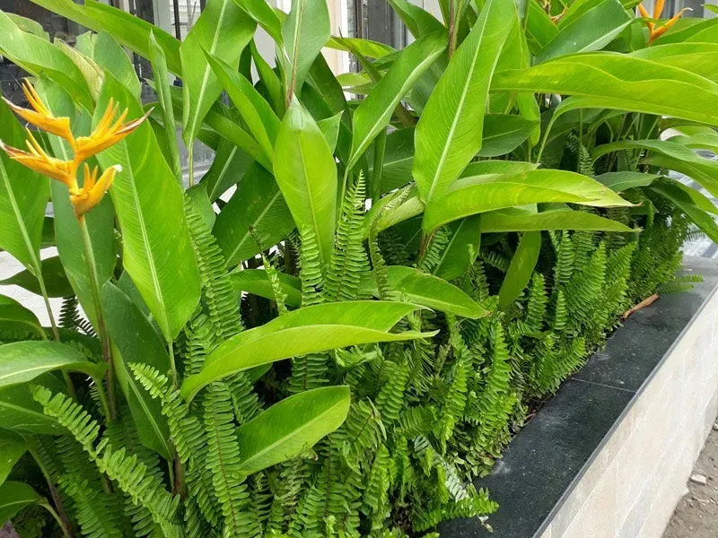 Là loại cây cảnh trồng bồn hoa rất được ưa chuộng