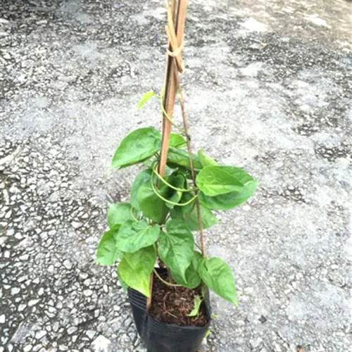 Cây thiên lý giống