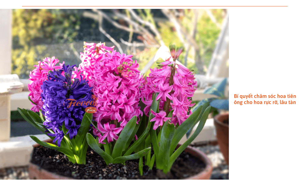 hoa-tien-ong
