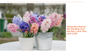 Hoa tiên ông: Cách trồng từ củ tại nha đơn giản và mẹo chăm sóc