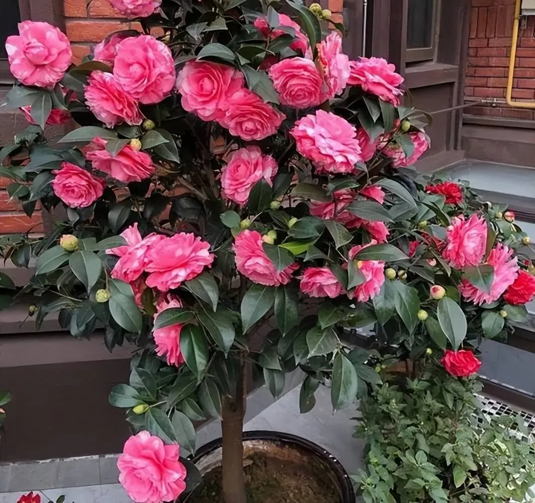 Hoa trà có cánh đơn và cánh kép, dáng cây đẹp, lá có màu xanh bóng tròn đầy sức sống.