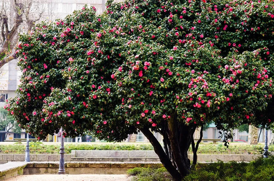 Hoa trà cũng thường được bày ở cửa giúp chiêu tài nạp phúc, nghênh đón cát khí cho ngôi nhà, khai thông tài vận mà còn mang đến sự tươi vui, mới mẻ trong năm mới.
