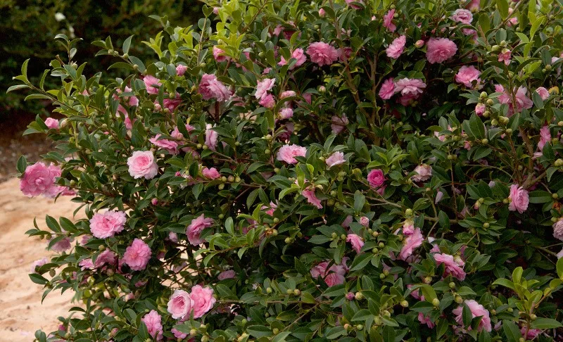 Khả năng chịu nước của cây cảnh không tốt nên việc tưới nước cần vừa phải, giữ cho đất không được úng nước.