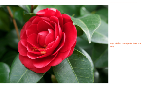 Hoa trà my: Đặc điểm, cách trồng và cách chăm sóc giúp ra nhiều hoa