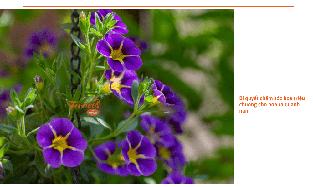 hoa-trieu-chuong