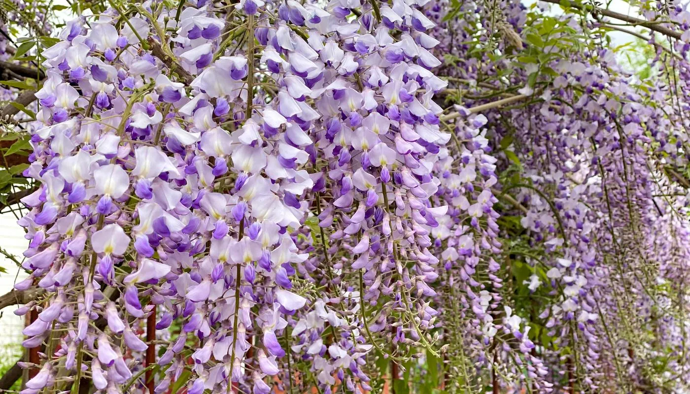 Hoa tử đằng có tên bằng tiếng Anh là Chinese wisteria