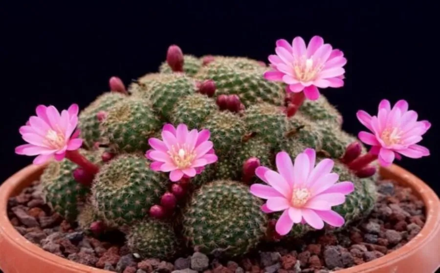 Cây xương rồng nở hoa cho thấy phong thủy trong nhà đang ở trạng thái cân bằng và vượng khí