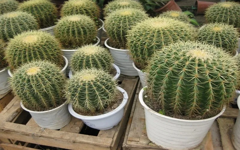 Cách trồng và chăm sóc cây xương rồng