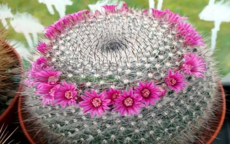 Xương rồng bánh sinh nhật