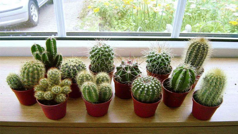 Mua xương rồng ở đâu và giá của cây?