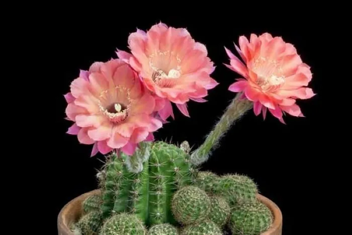 Chăm sóc đúng kỹ thuật là từ khóa giúp bạn sớm thấy được ngày xương rồng đơm hoa