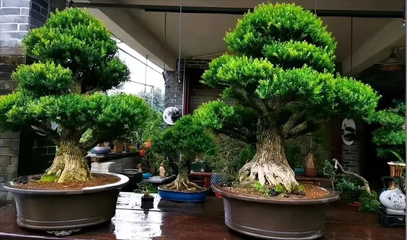 Dáng vẻ cổ kính của những gốc Hoàng Dương lâu năm luôn thu hút ánh nhìn.