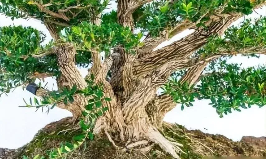 Cây Hoàng Dương với bộ lá xanh mướt quanh năm giúp thanh lọc không khí cực tốt.