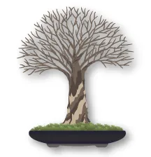 Bonsai thế chổi (Hokidachi)