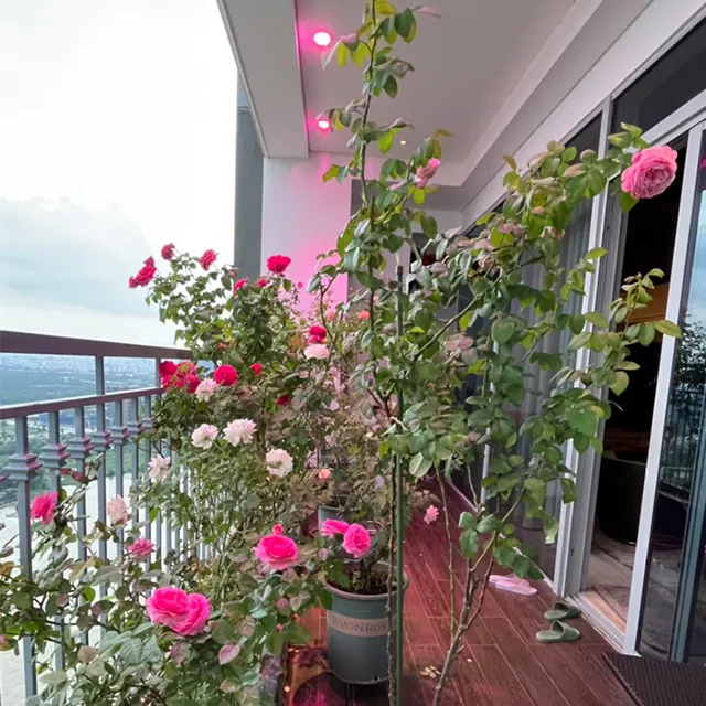 vườn hồng ban công xanh mướt