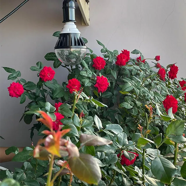 đèn led trồng hoa hồng 20w