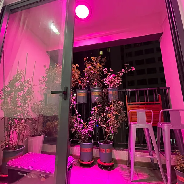 trồng hoa hồng ban công bằng đèn công suất cao