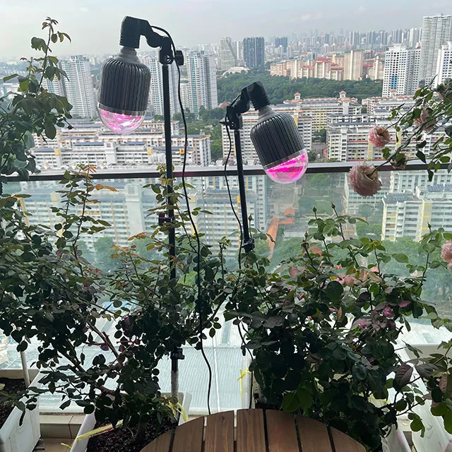 lắp đèn cho hoa hồng dễ dàng