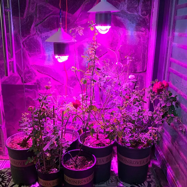 đèn led nông nghiệp cho hoa hồng