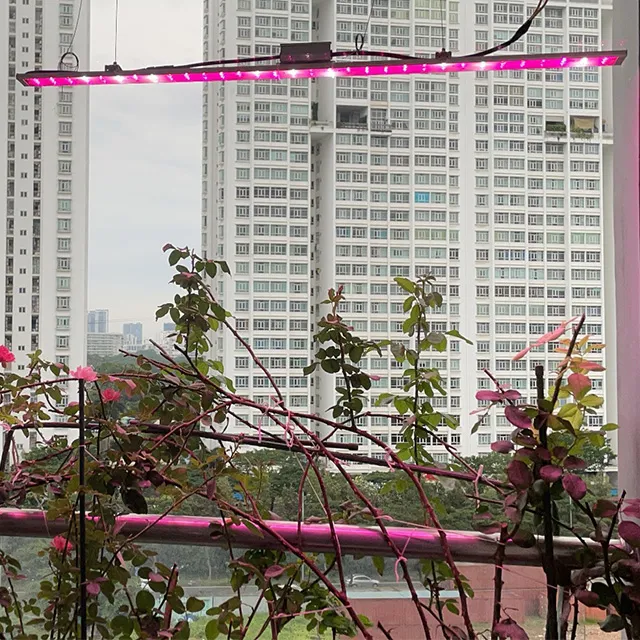 đèn thanh led cho hồng chung cư