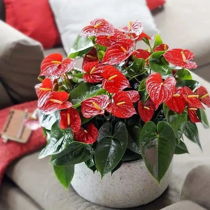 Hồng môn đỏ rực