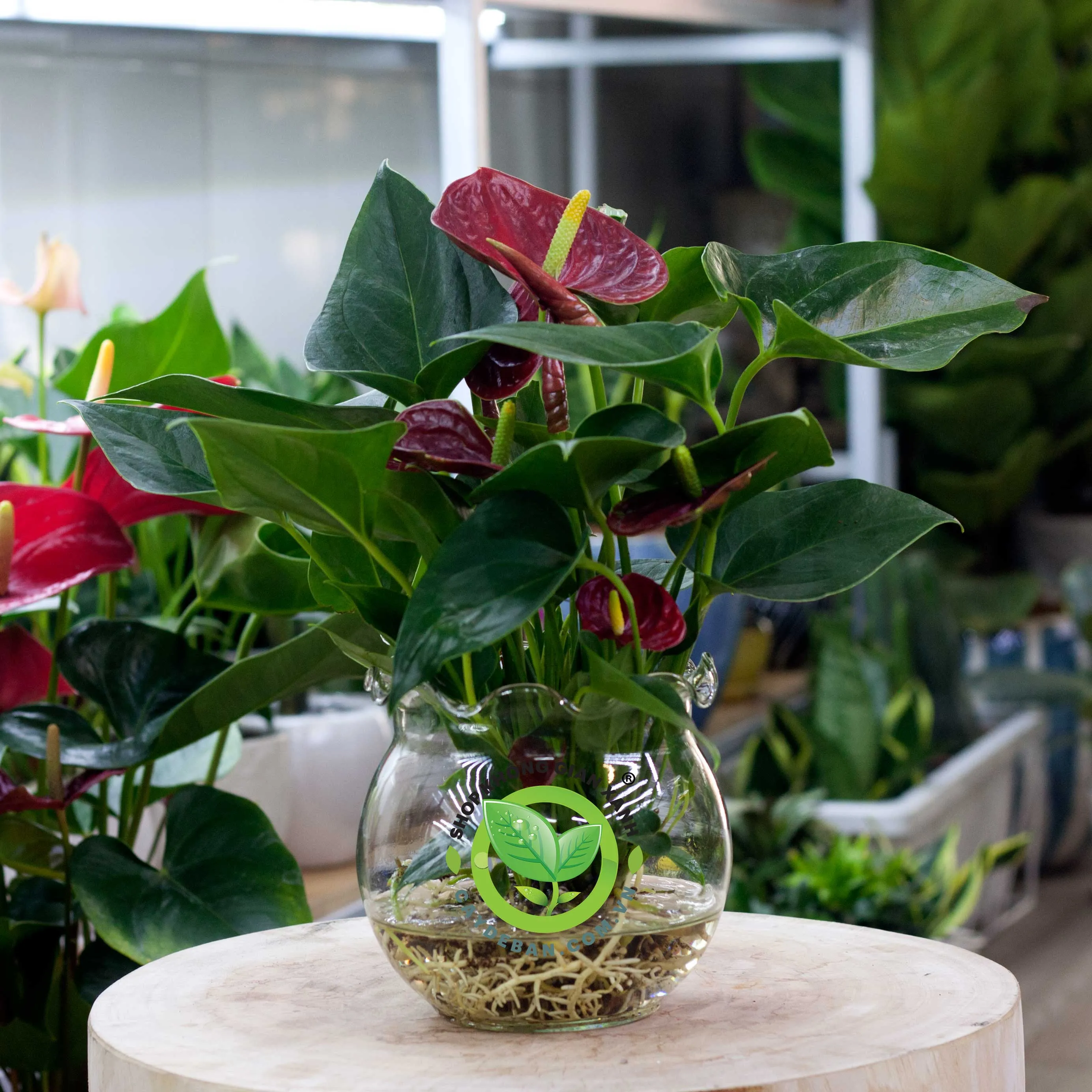 Cây Hồng Môn đỏ trồng trong nước trang trí bàn làm việc