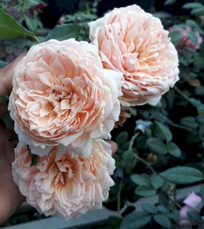 Khám Phá Sức Hút Của Hoa Hồng Ngoại Masora Rose: Bí Quyết Trồng Và Chăm Sóc