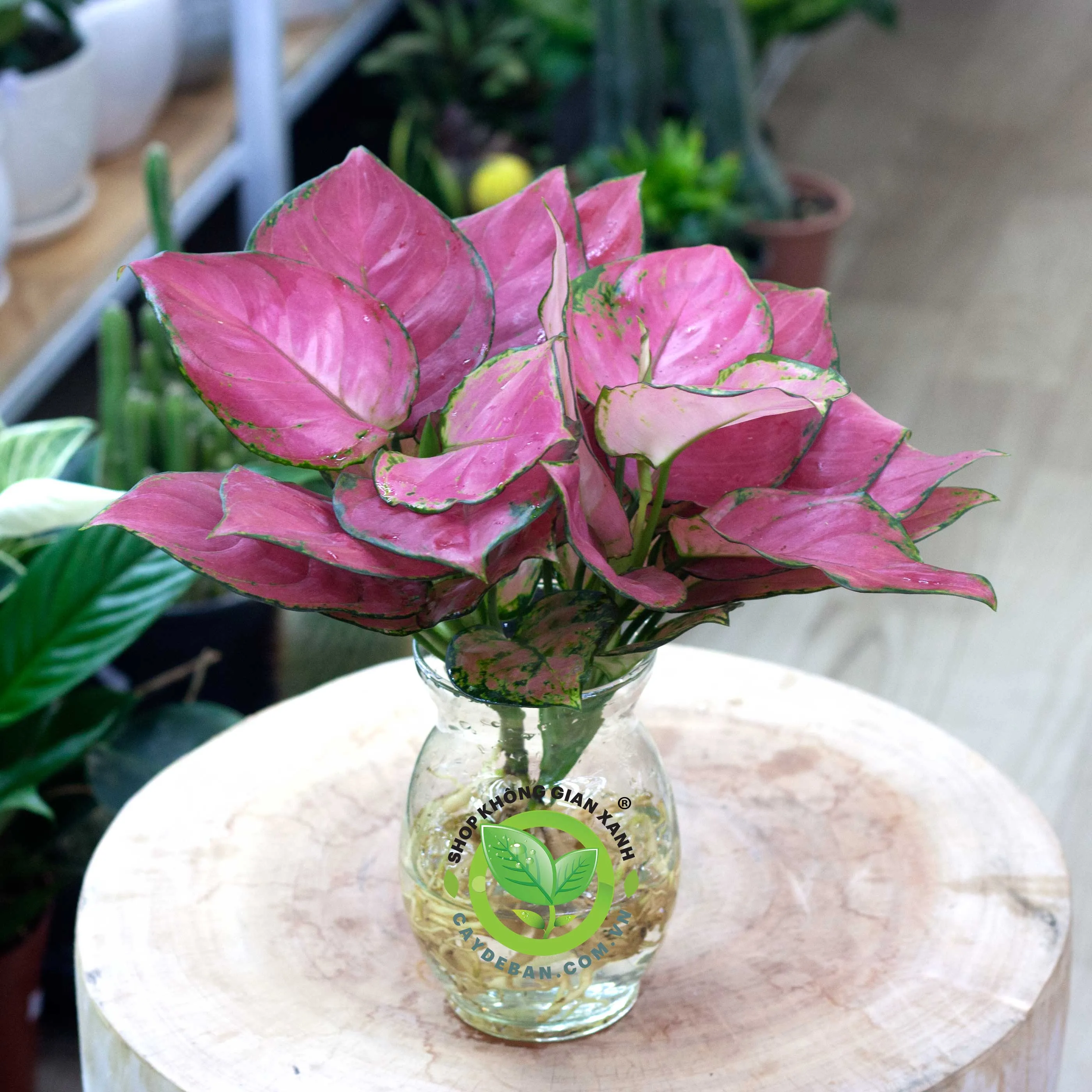 Cây Vạn Lộc hồng trồng thủy canh rực rỡ