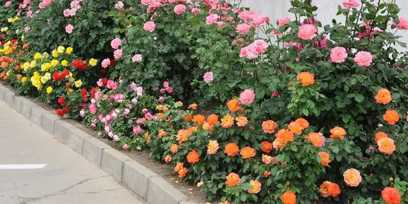 Hoa hồng tỉ muội -