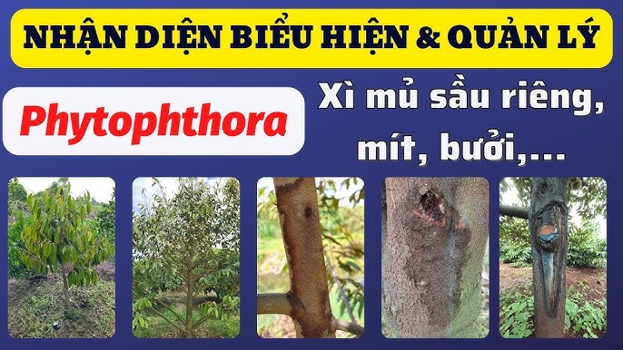 Cách Trị Bệnh Xì Mủ Cây Sầu Riêng Hiệu Quả Toàn Diện