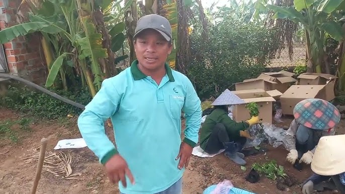 Hướng Dẫn Chi Tiết Kỹ Thuật Trồng Chanh Dây Tại Nhà và Năng Suất Cao