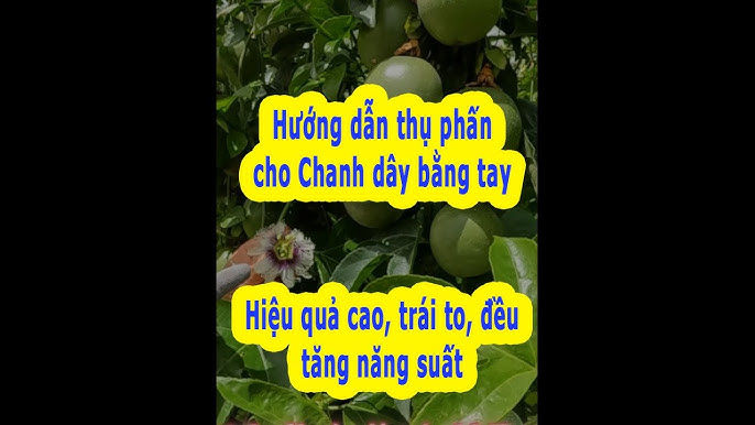 Hướng Dẫn Chi Tiết Kỹ Thuật Trồng Chanh Dây Cho Năng Suất Cao