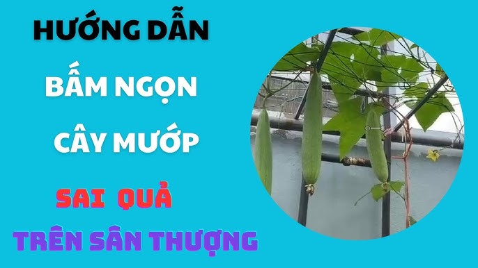 Hướng Dẫn Chi Tiết Cách Trồng Cây Cà Chua Trong Thùng Xốp Tại Nhà