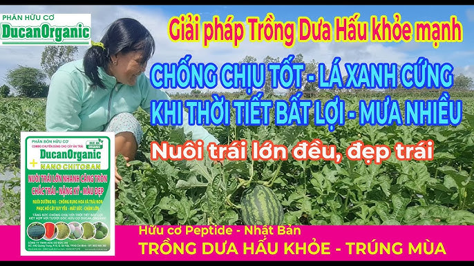 Cách Trồng Cây Chè Xanh Đúng Kỹ Thuật: Bí Quyết Năng Suất Cao