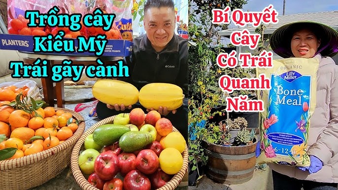 Cây Kim Đồng Hoa Vàng - Bí Quyết Trồng và Chăm Sóc Tại Nhà