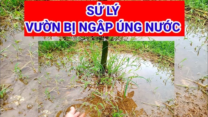 Cách Khắc Phục Cây Bị Úng Nước Hiệu Quả Nhất