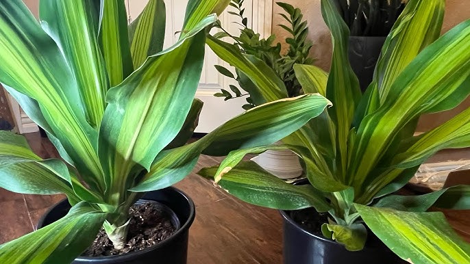 Hướng Dẫn Chi Tiết Cách Trồng Cây Sống Đời Từ Lá Để Có Cây Xanh Tốt