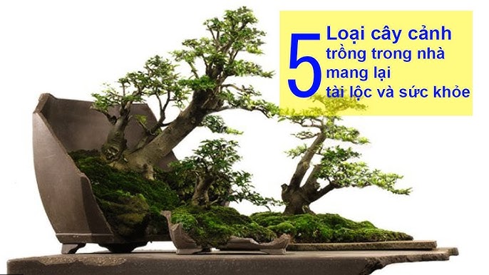Trồng Cây Lưỡi Hổ Trong Nhà: Mang Lại May Mắn, Thanh Lọc Không Khí Và Sức Khỏe