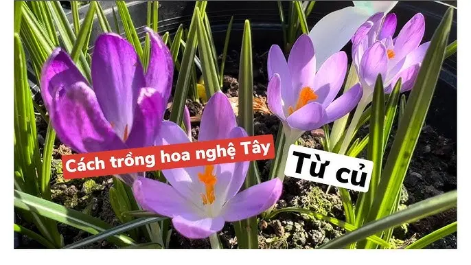 Kỹ Thuật Trồng Chanh Dây Toàn Diện: Từ A đến Z Cho Năng Suất Vượt Trội