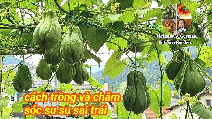 Cách Chăm Sóc Cây Bầu Trong Chậu Để Ra Quả Sai Trĩu Lành