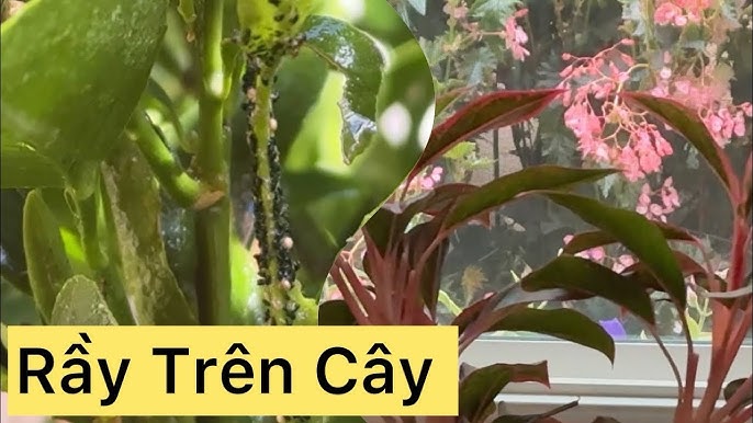 Cách Diệt Rệp Trên Cây Ớt Hiệu Quả & An Toàn Cho Vườn Cây