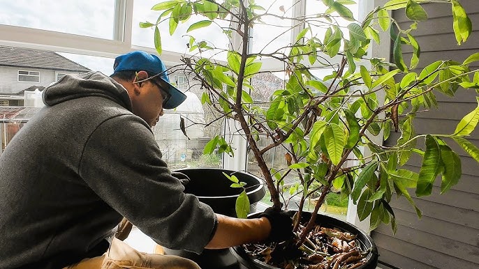 Cách Diệt Rệp Trên Cây Ớt Hiệu Quả & An Toàn Cho Vườn Cây