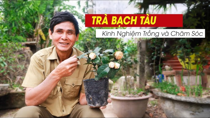 Bí Quyết Chăm Cây Mai Ra Hoa Đúng Tết: Từ A-Z Cho Người Trồng