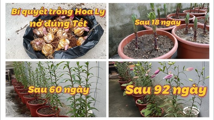 Bí Quyết Chăm Cây Mai Ra Hoa Đúng Tết: Từ A-Z Cho Người Trồng