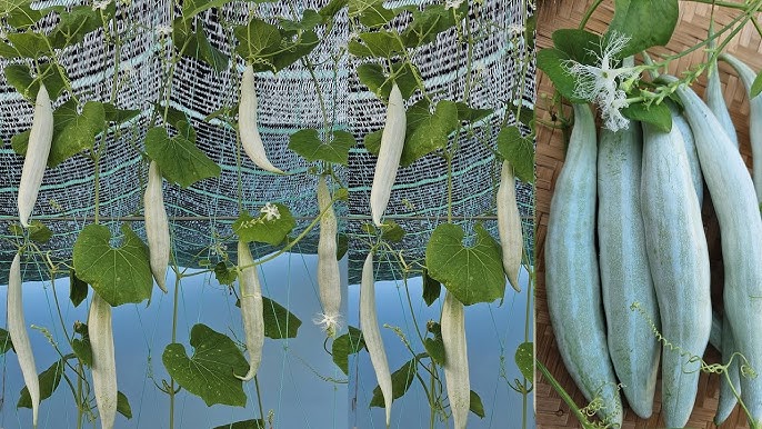 Cách Chăm Sóc Cây Bầu Hiệu Quả Giai Đoạn Nuôi Trái