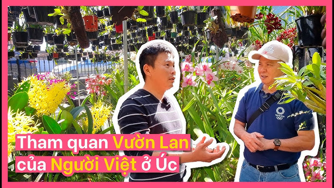 Cách Trồng Và Chăm Sóc Cây Hoa Trạng Nguyên Đẹp Đón Tết