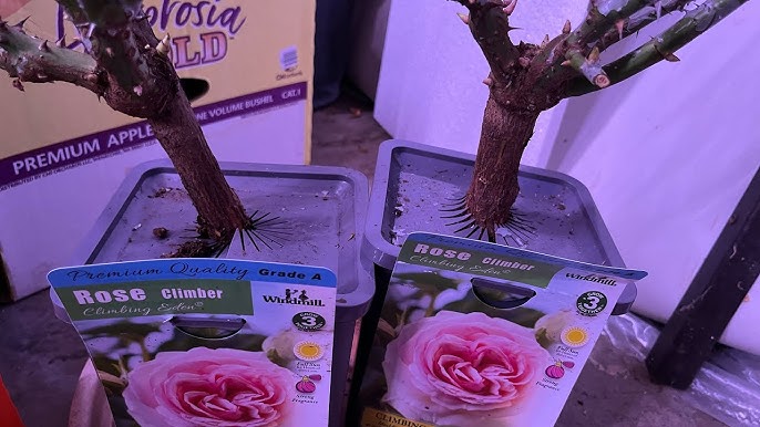 Bí Quyết Trồng Và Chăm Sóc Cây Hoa Hồng Thân Gỗ Tại Việt Nam