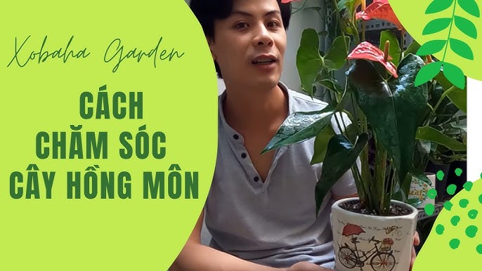 Cây Nguyệt Quế Trồng Trong Nhà Được Không? Hướng Dẫn Chăm Sóc Chi Tiết