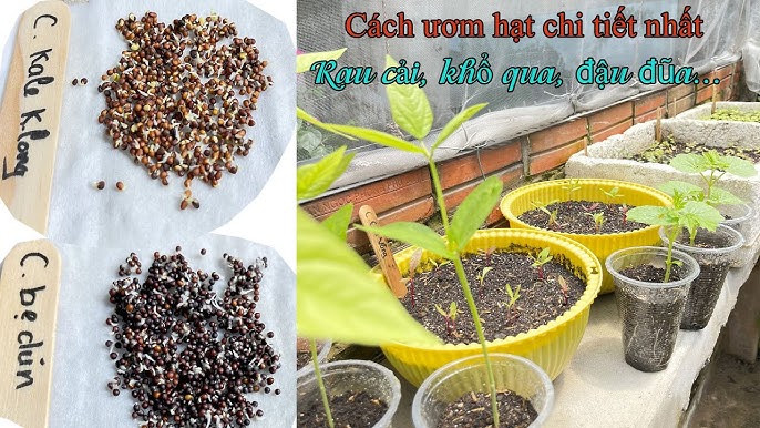 Cách Trồng Cây Đu Đủ Trong Chậu: Hướng Dẫn Chi Tiết Từ A-Z